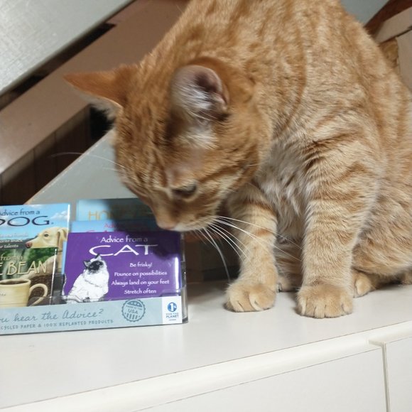 Adorable Advice Magnets- BNI - Picture 2 of 6